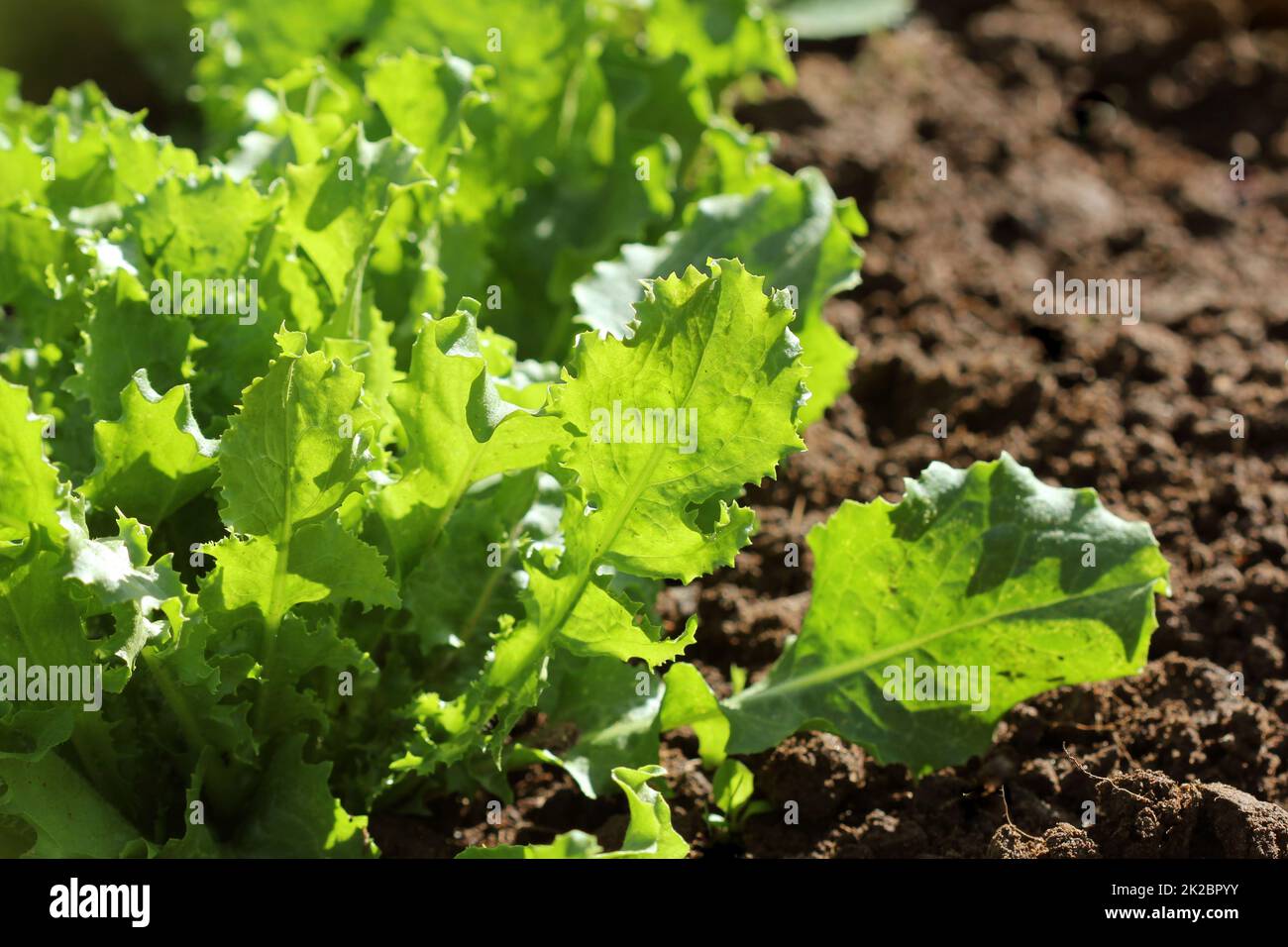 Endives ou Cichorium endivia poussant dans le jardin Banque D'Images