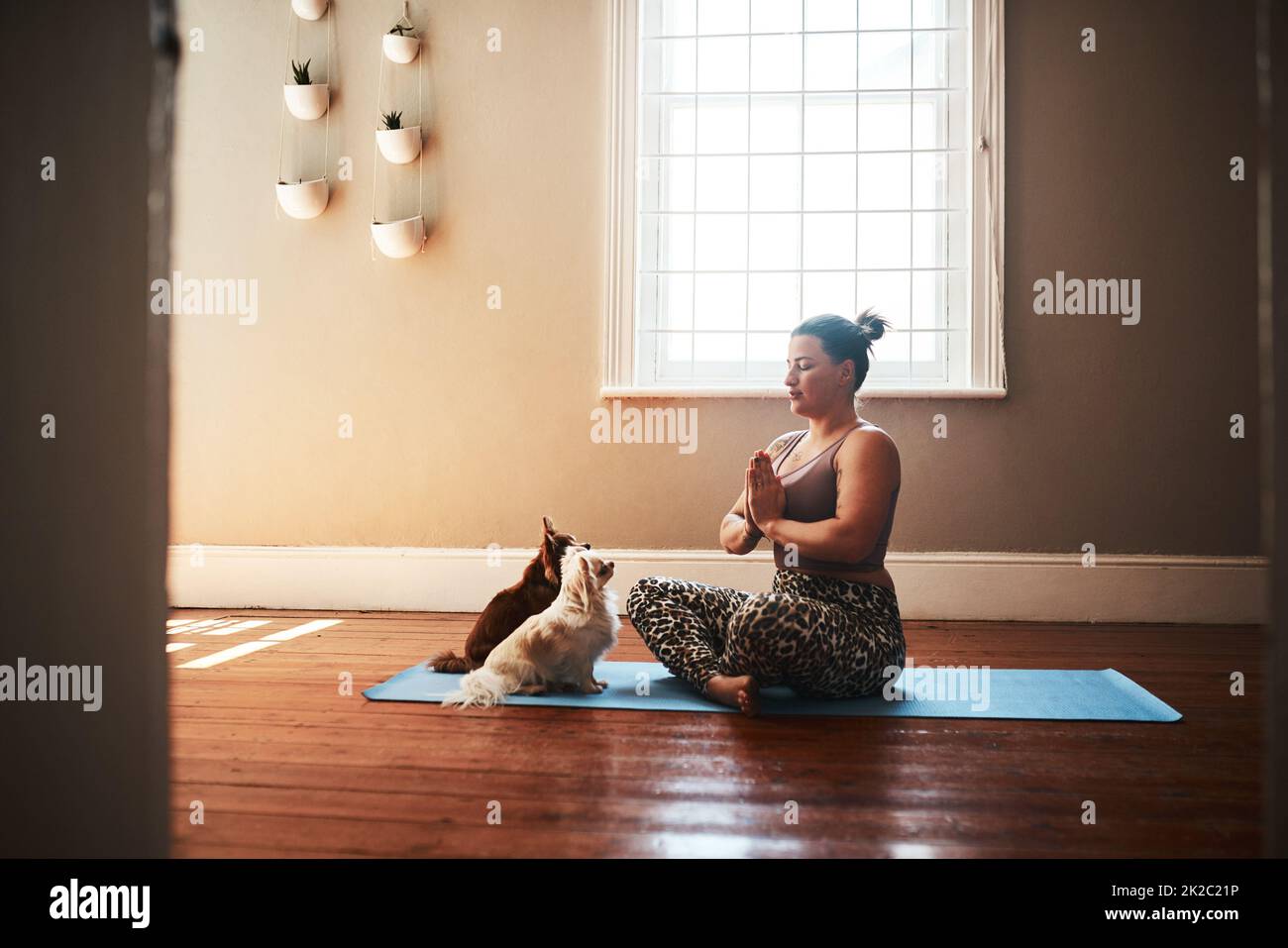 Nous ne nous sommes pas dérangés momie pendant que nous méditons des shes. Photo d'une jeune femme méditant sur un tapis de yoga aux côtés de ses chiens à la maison. Banque D'Images