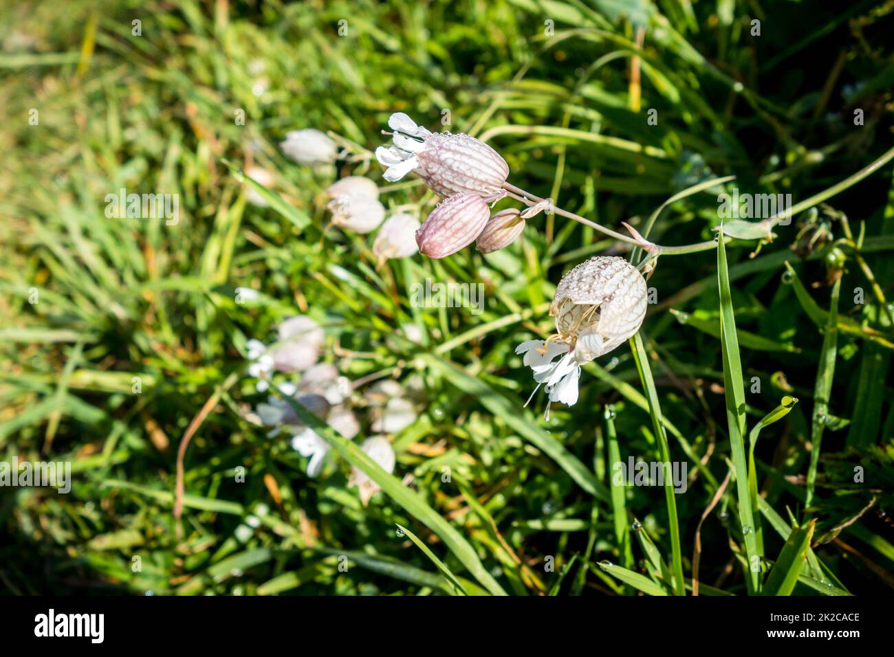 Vessie Campion - Silene vulgaris - vue rapprochée en haute Savoie, France Banque D'Images