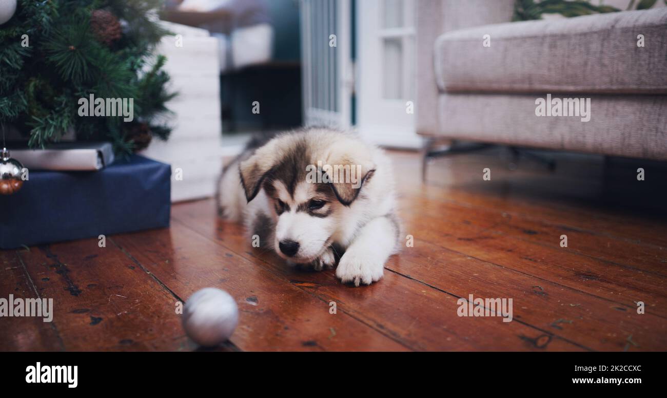 Revenez, jouons. Photo d'un adorable chiot husky mâchant sur une décoration pendant que ses propriétaires ont une fête de Noël. Banque D'Images