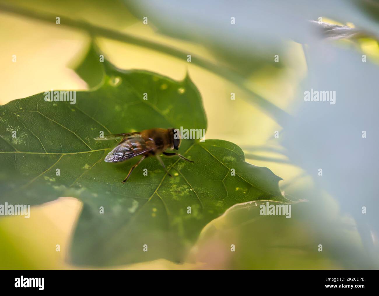 Une mouche ou un insecte de type mouche sur une plante. Banque D'Images