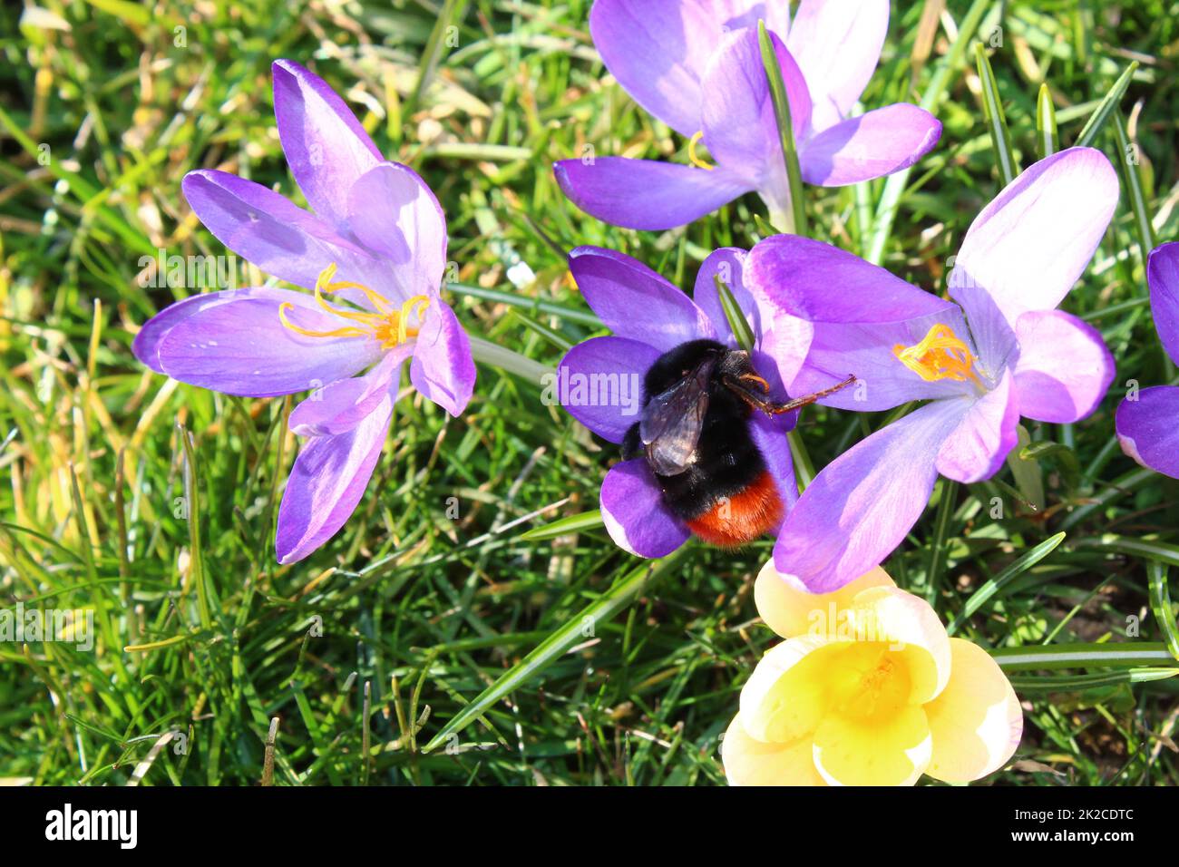 crocus avec une reine bumblebee Banque D'Images
