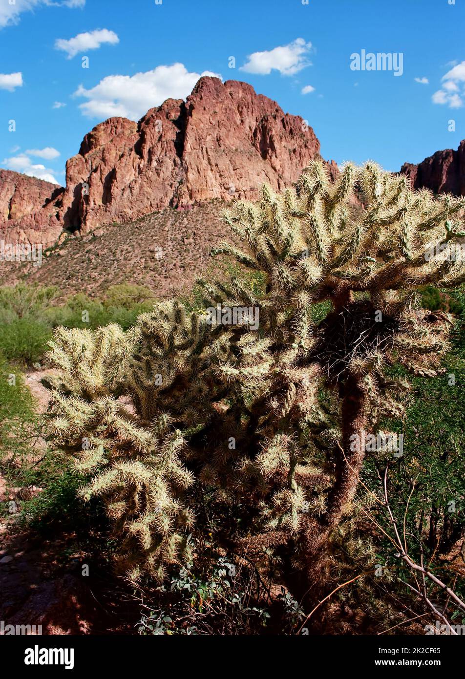 La Cactus de la Jolla avec Cactus Wren Bied nichent usurary Mountain Park Arizona Banque D'Images