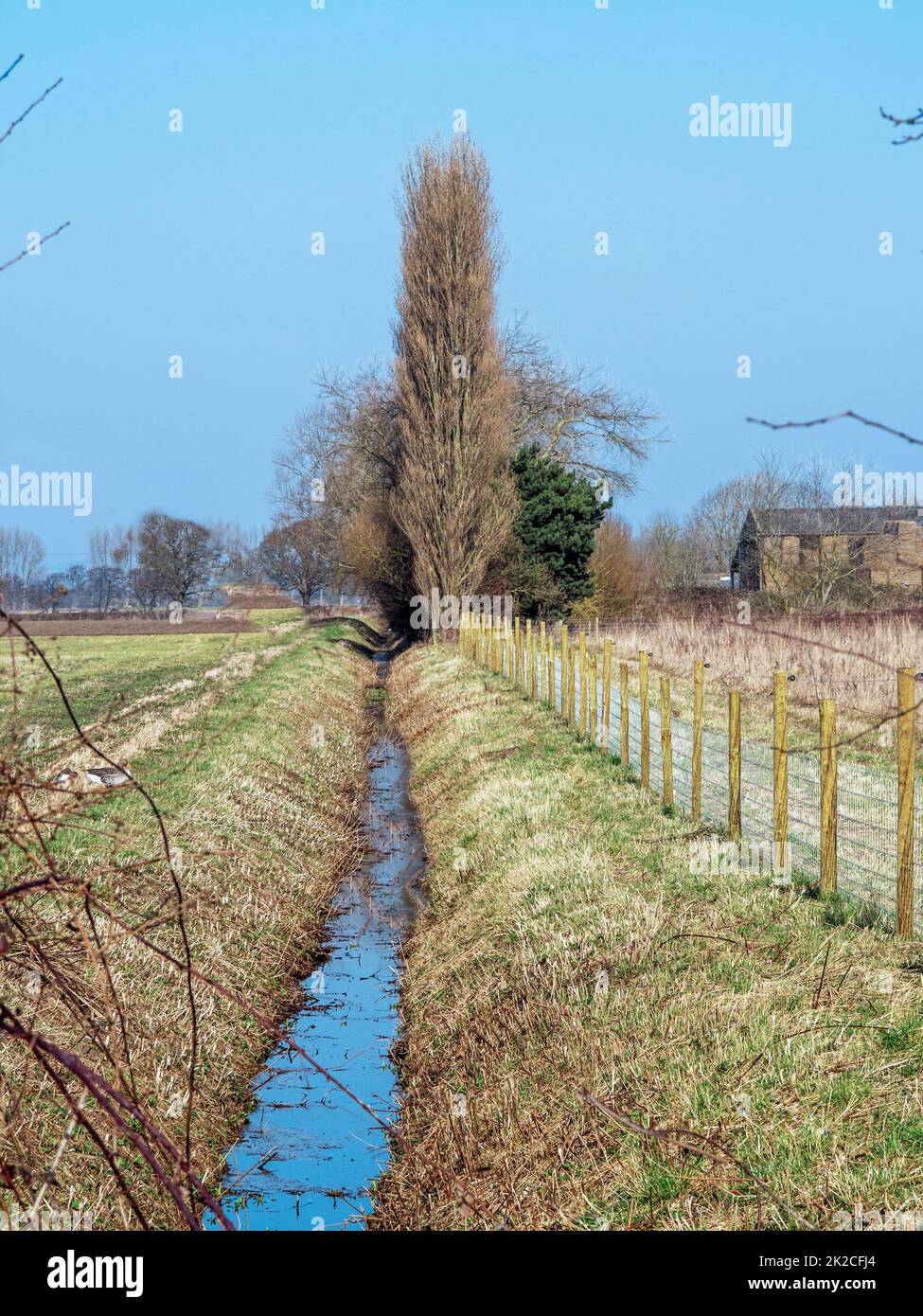 Canal de drainage de terrain et un peuplier Banque D'Images