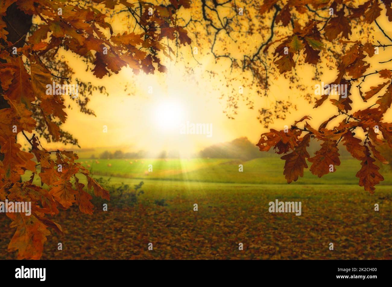 Automne dans les couleurs de l'automne. Une photo des arbres un matin d'automne. Banque D'Images