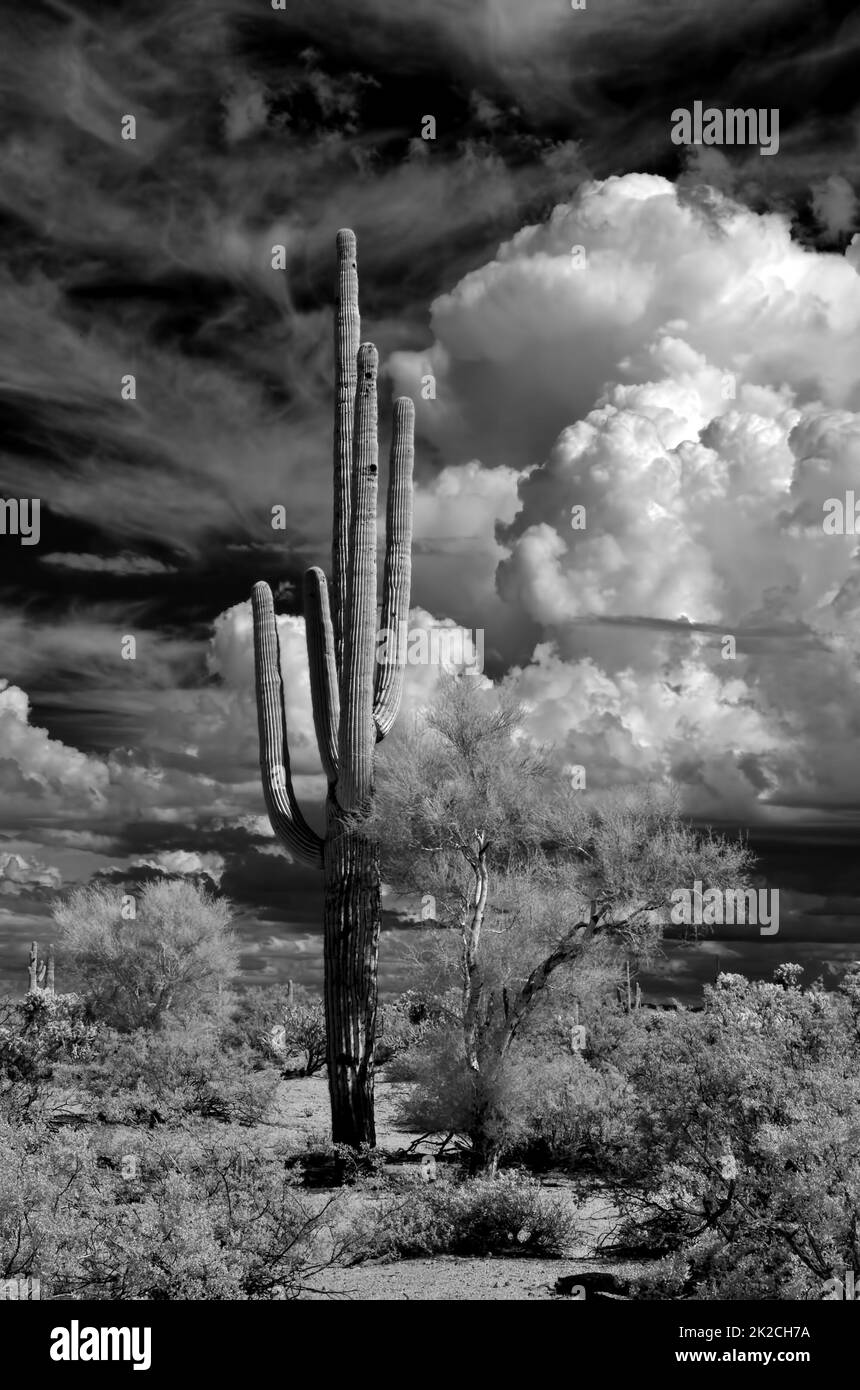 Saguaro infrarouge Cactus Sonora Desert Arizona Banque D'Images