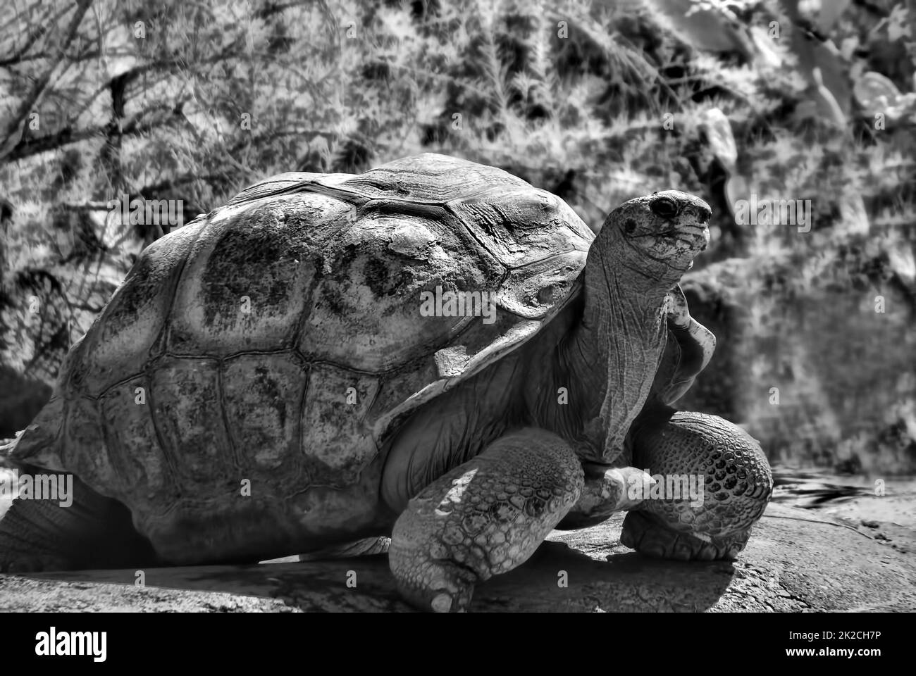 Tortue des Galapagos Banque D'Images