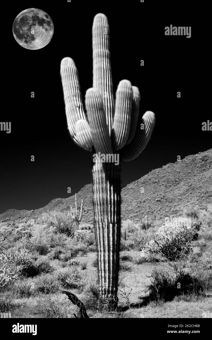 Saguaro Cactus cereus giganteus pleine Lune en infrarouge Banque D'Images