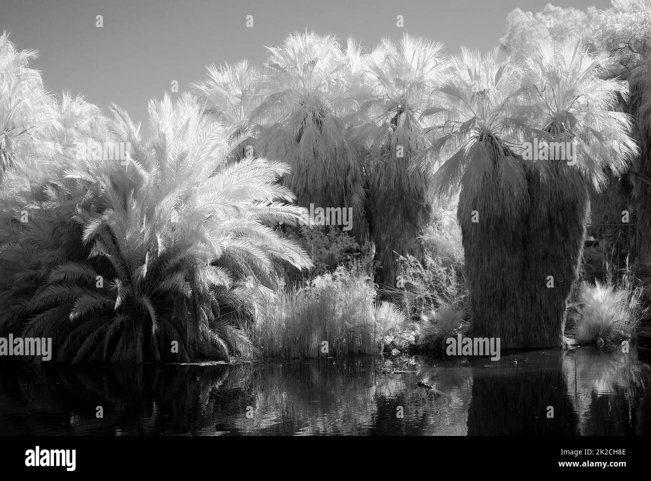 Palm Lagoon en infrarouge Banque D'Images