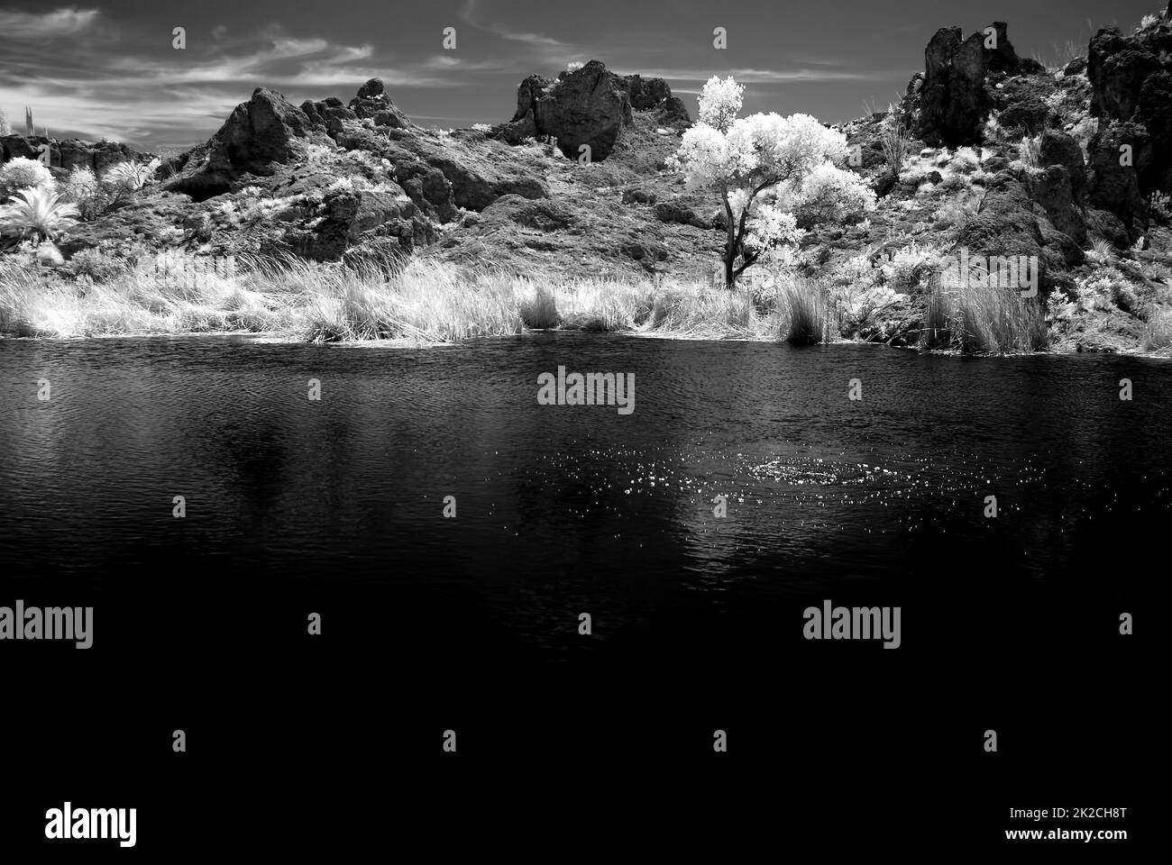 Sonora Desert Pond en monochrome infrarouge Banque D'Images