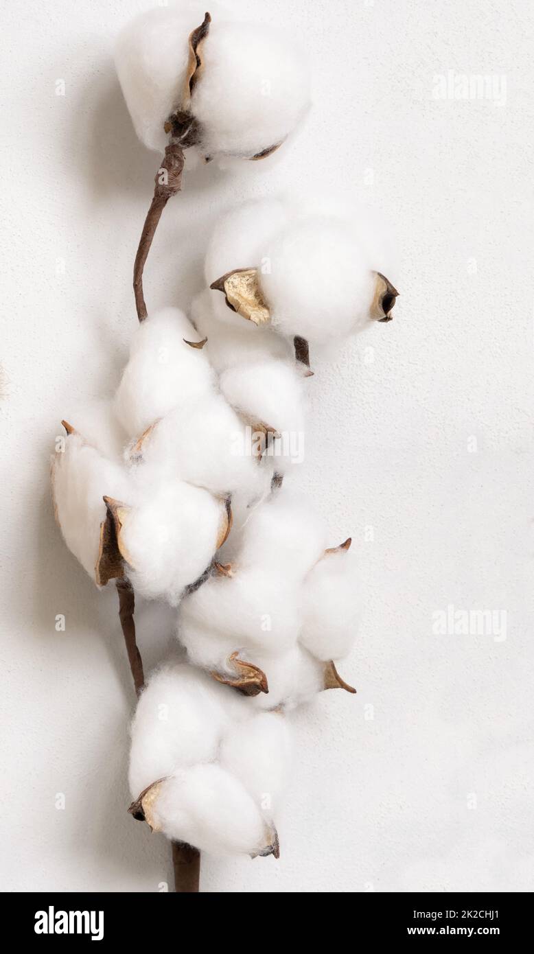 Fleurs de coton branche sur blanc vue du dessus Banque D'Images