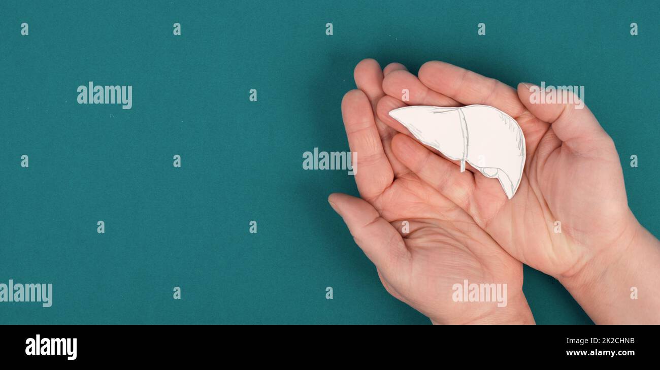 Tenir un foie dans les mains, diagnostic d'hépatite, cancer, cirrhose, problème de santé, don d'organes, espace de texte Banque D'Images