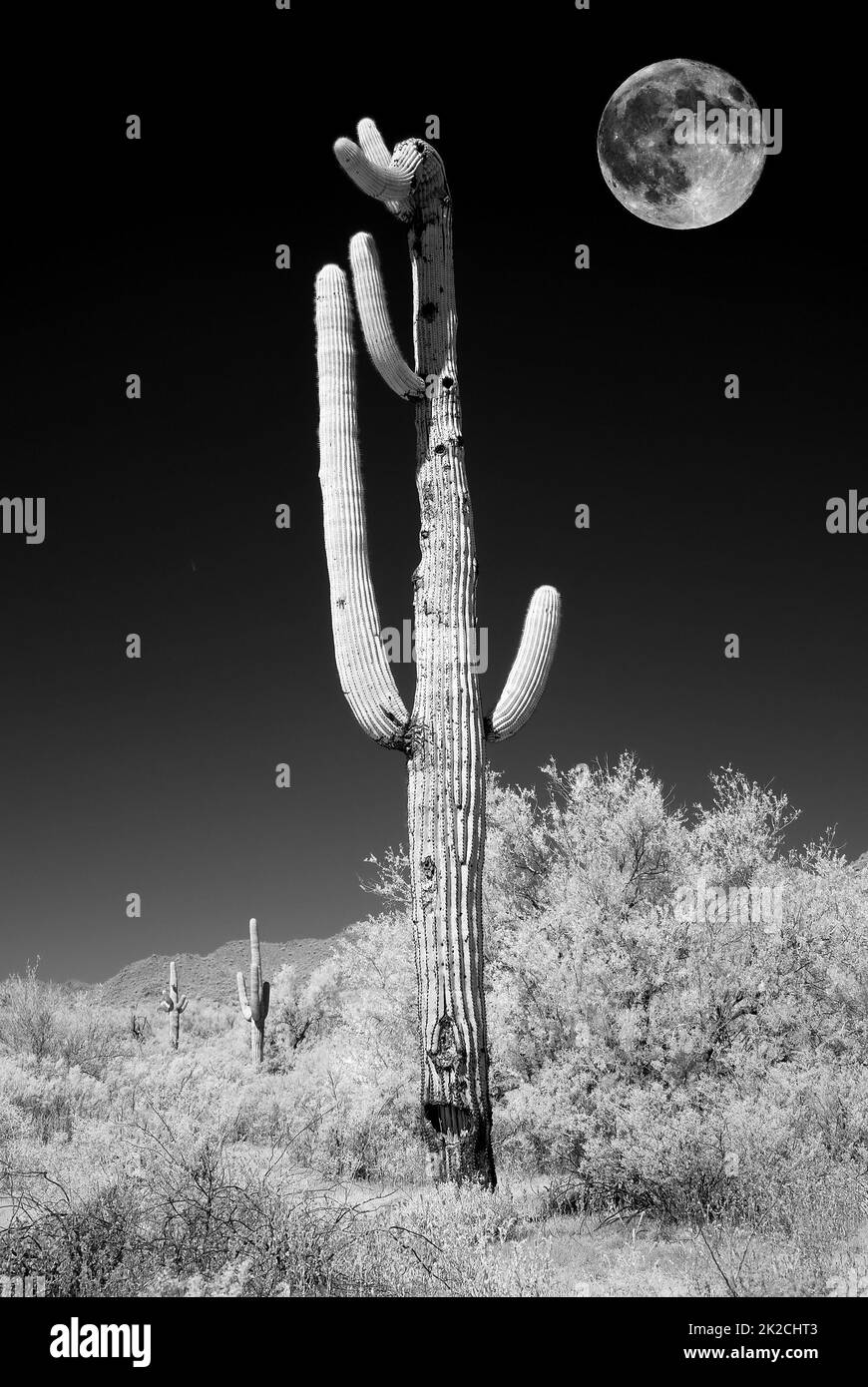 Saguar infrarouge Cactus Sonora Desert Moon Rise Banque D'Images