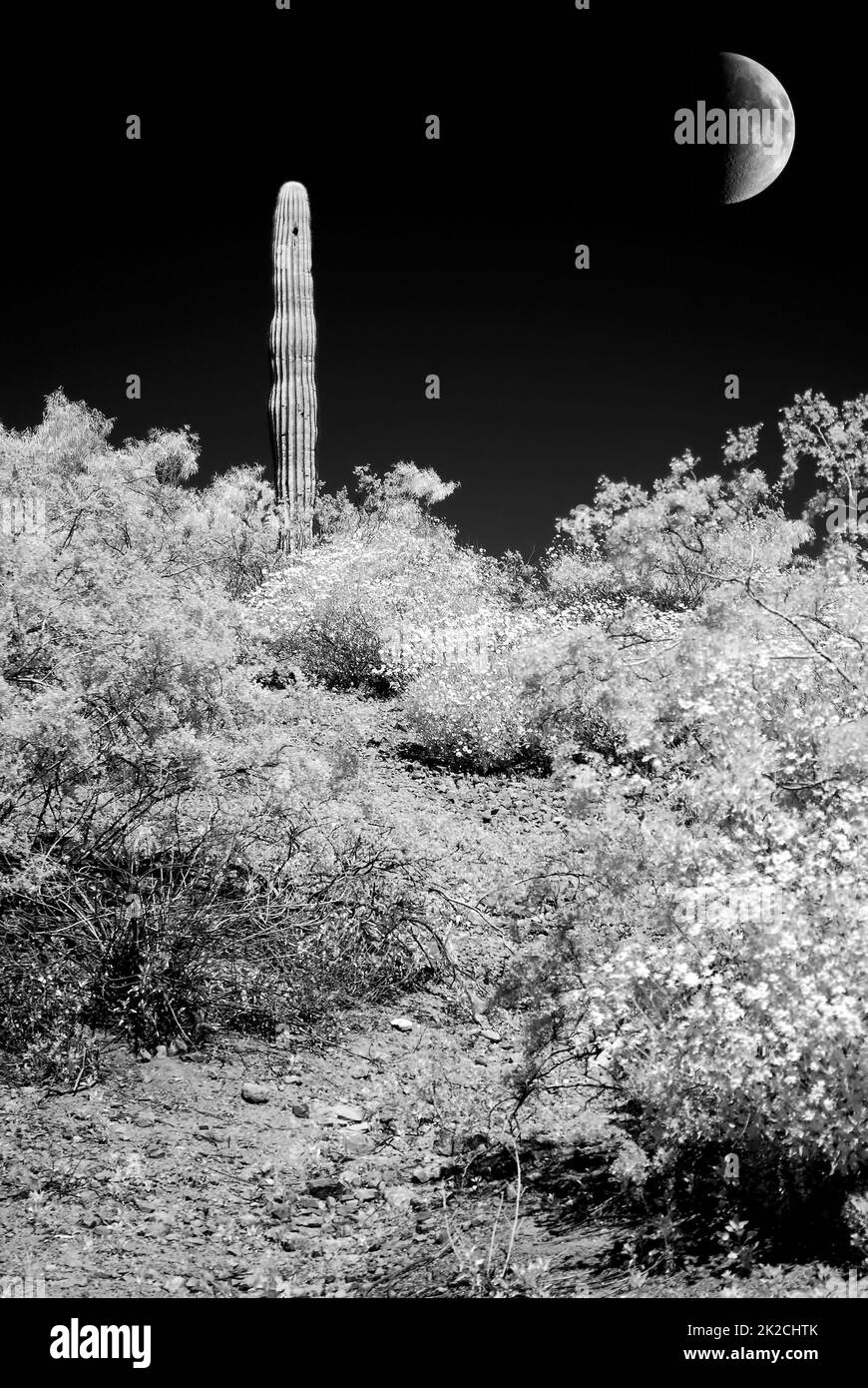 Arizona Sonora Desert Moon en monochrome infrarouge Banque D'Images