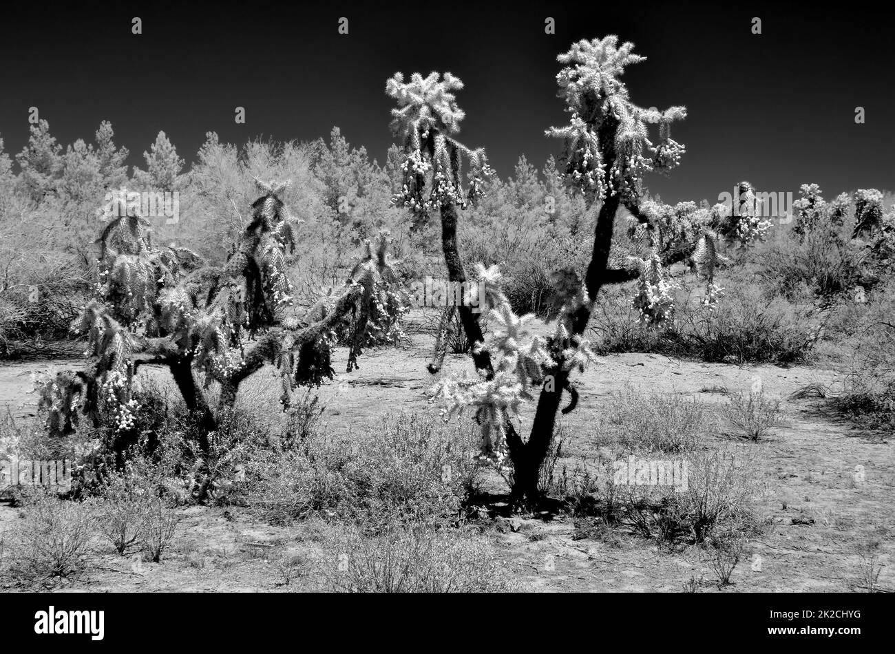 Corolle cactus Sonora Desert Arizona Banque D'Images