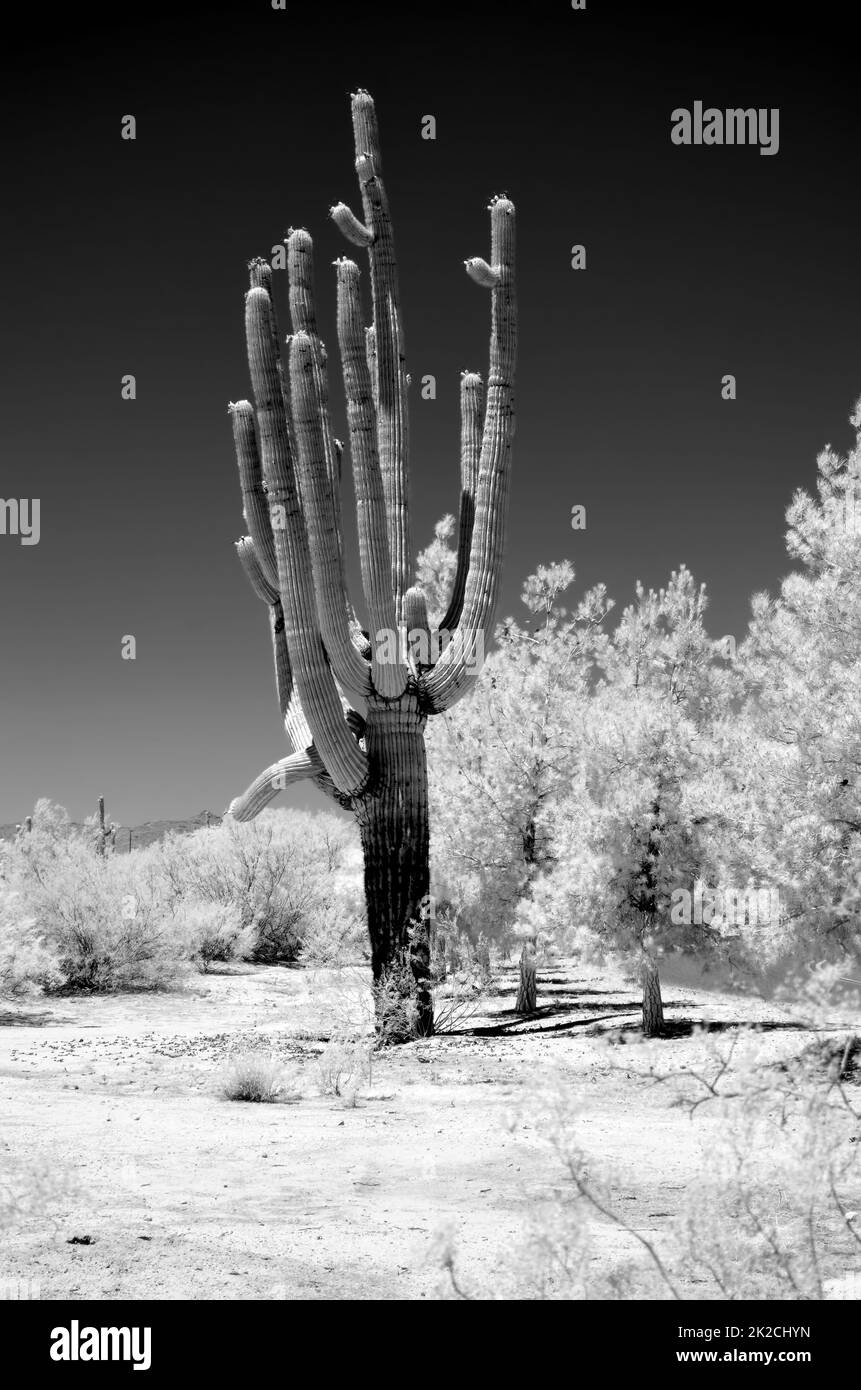 Infrarouge Saguaro Cactus cereus giganteus Arizona USA Banque D'Images