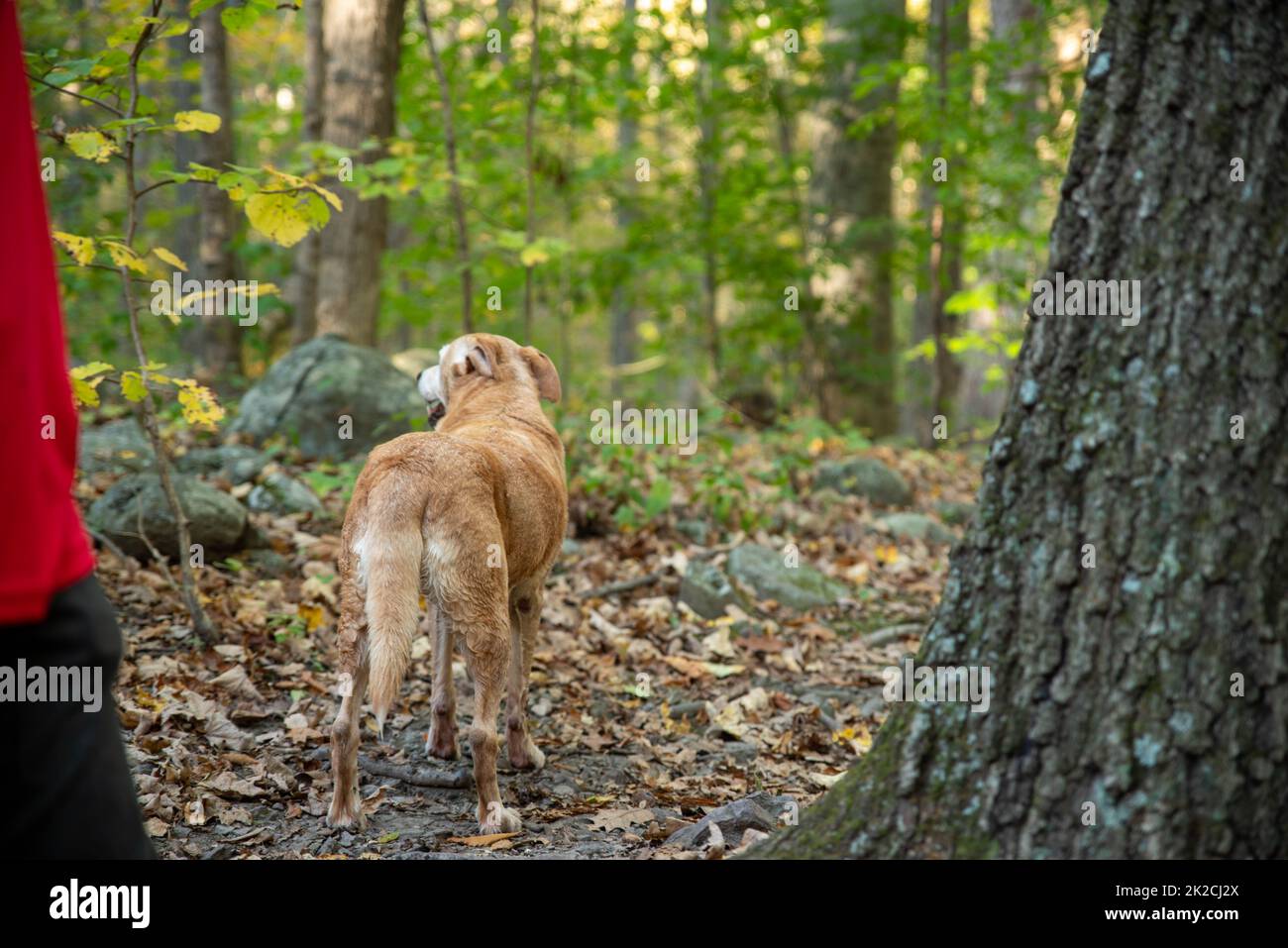 Le chien Golden Retriever s'arrête sur un sentier de randonnée dans les bois Banque D'Images