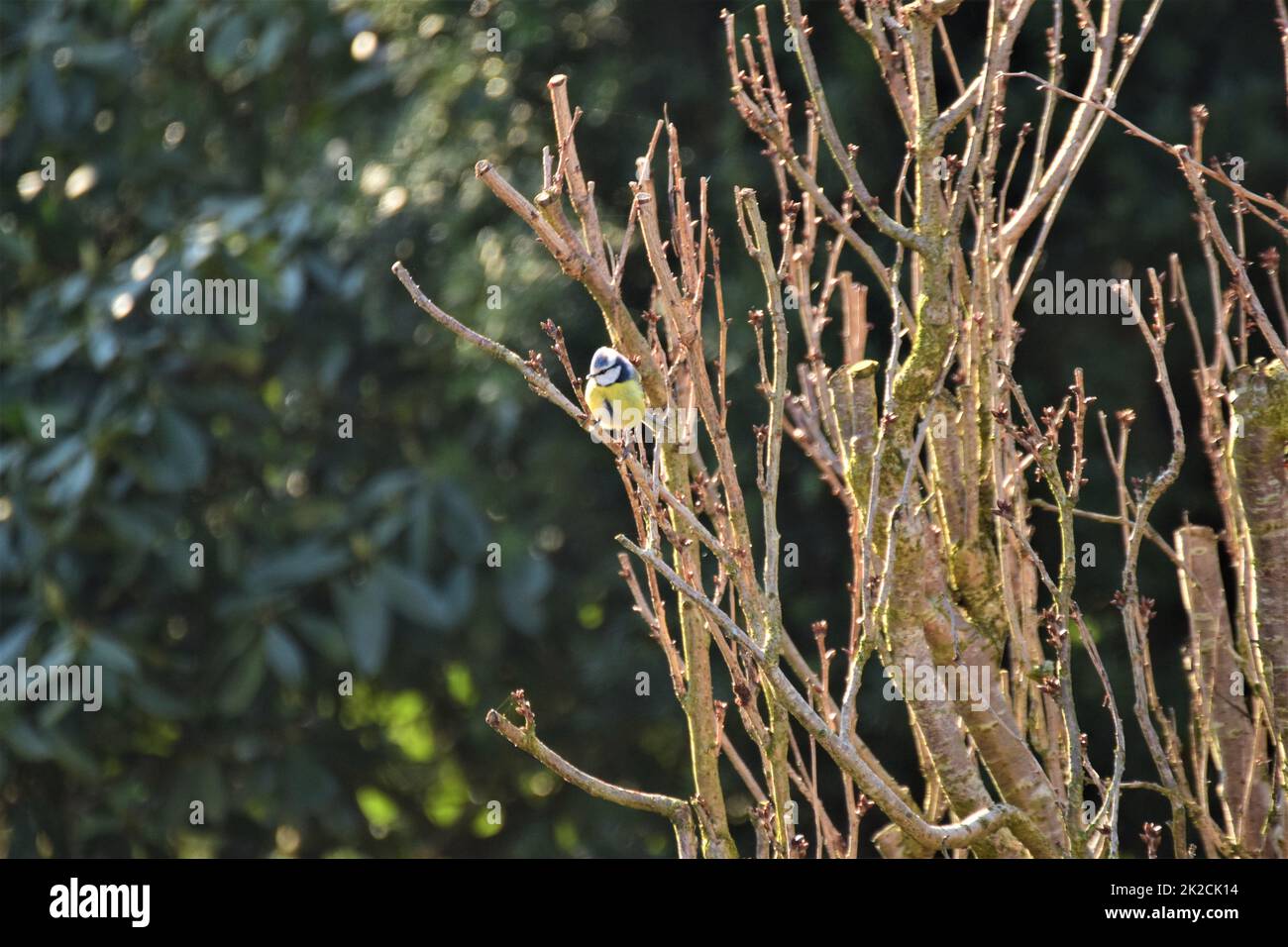 Bluetit à une branche devant une haie verte Banque D'Images