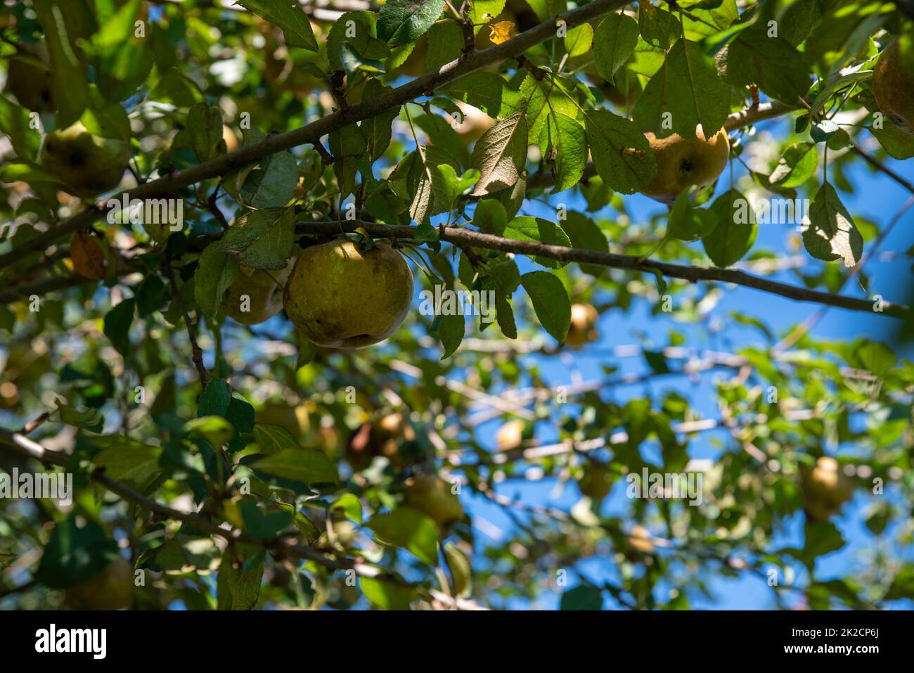 Une pomme rousse dorée sur une branche d'un verger biologique Banque D'Images