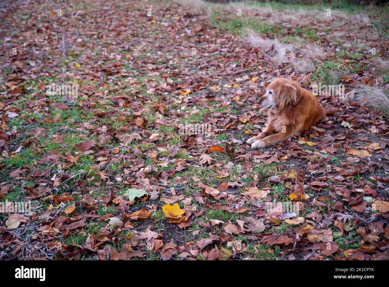 Chien Golden Retriever décentré reposant sur un champ de feuilles d'auticolonne Banque D'Images