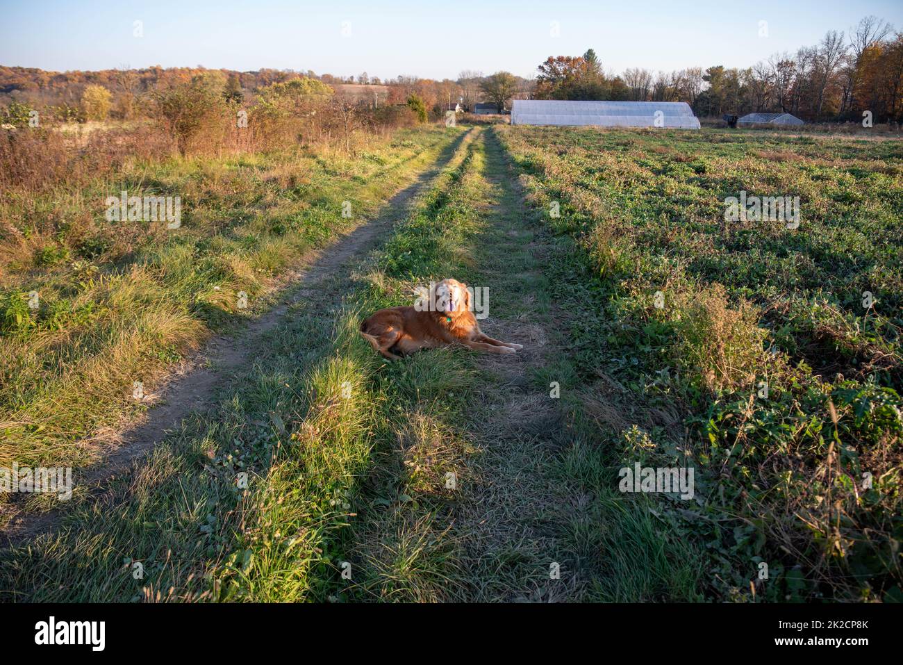 Joyeux chien de ferme Golden retriever sur le sentier herbeux à la serre Banque D'Images