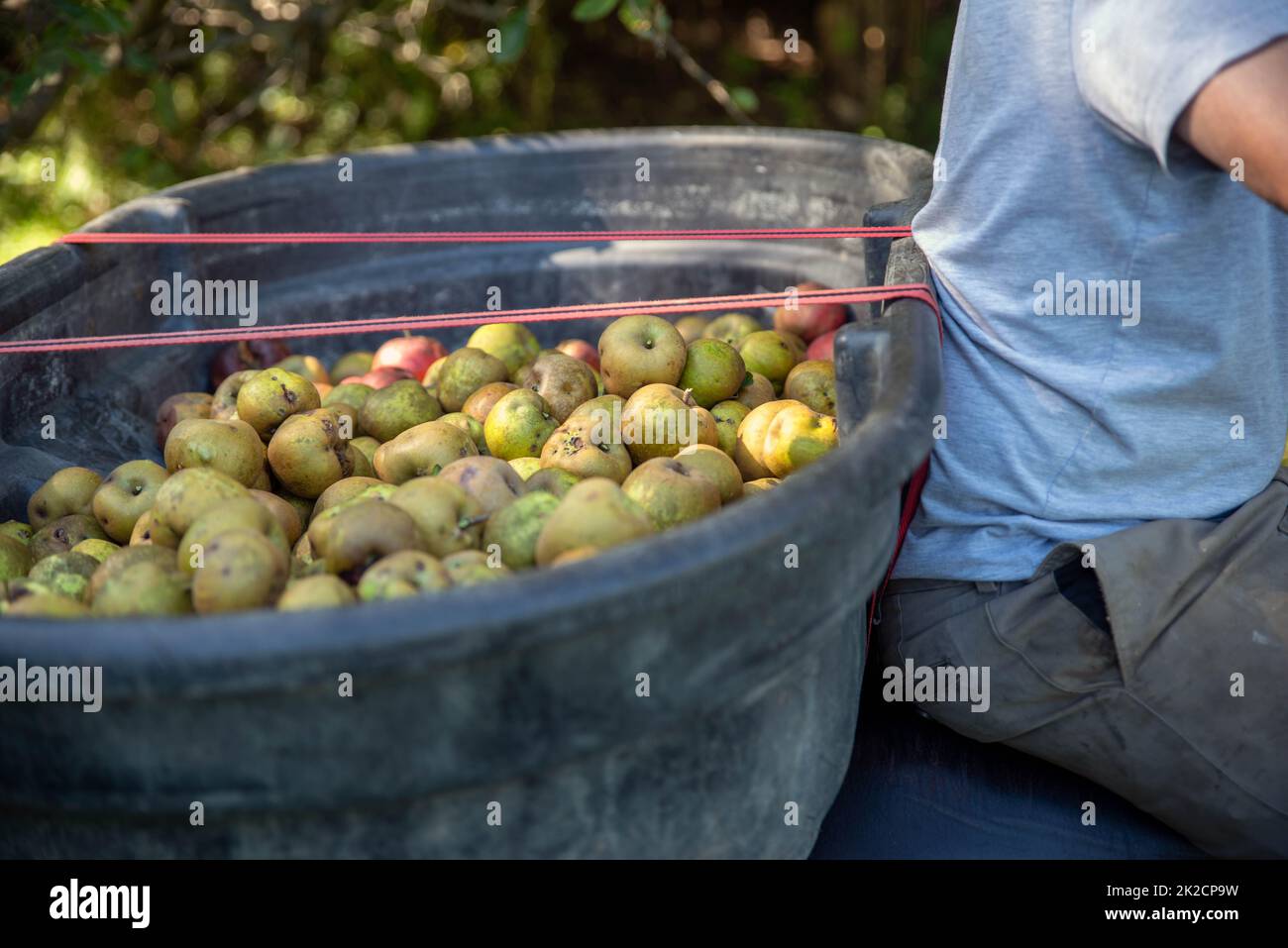 Un homme transporte une corbeille de pommes fraîches cueillies dans un verger. Banque D'Images