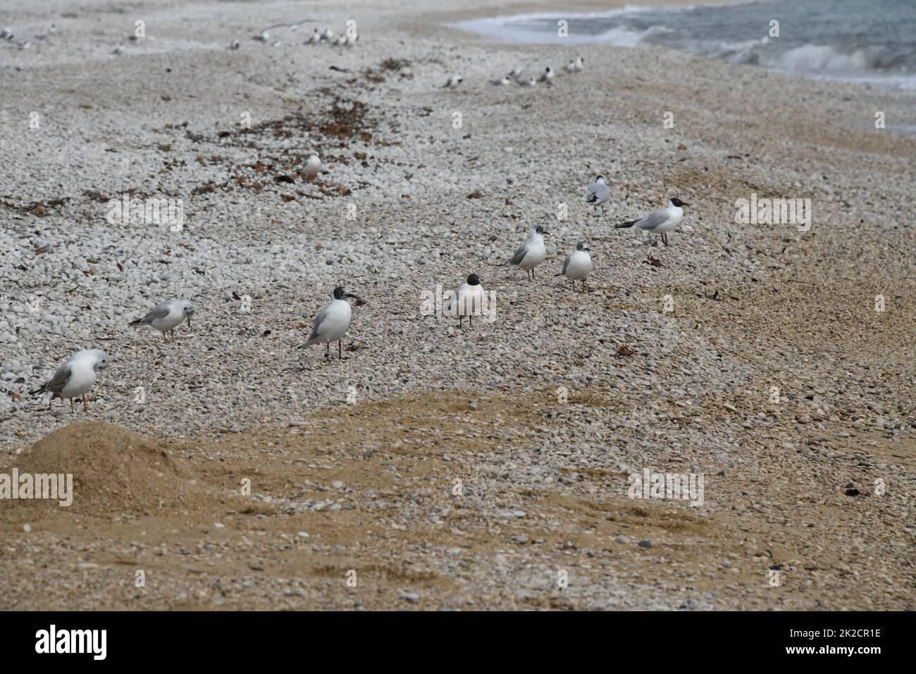 Mouettes sur la plage de pierre de la mer Méditerranée dans la province d'Alicante, Costa Blanca, Espagne Banque D'Images