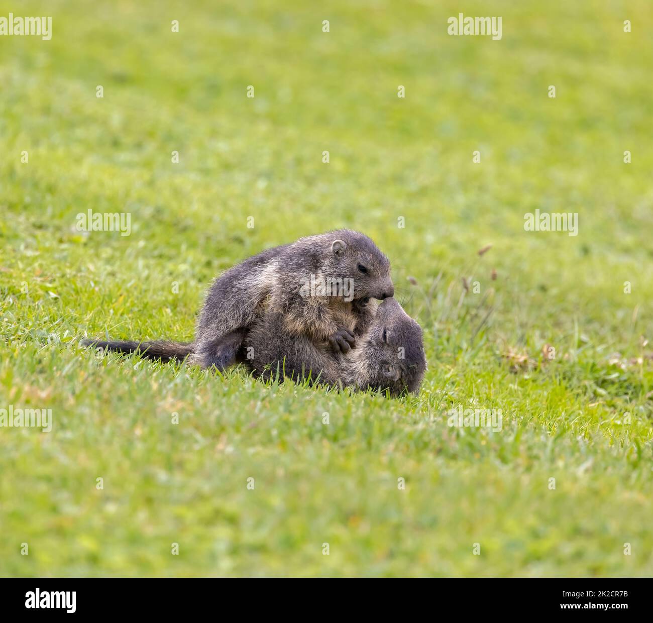 Marmot près de Tignes, Vallée de la Tarentaise, département Savoie, région Auvergne-Rhône-Alpes, France Banque D'Images