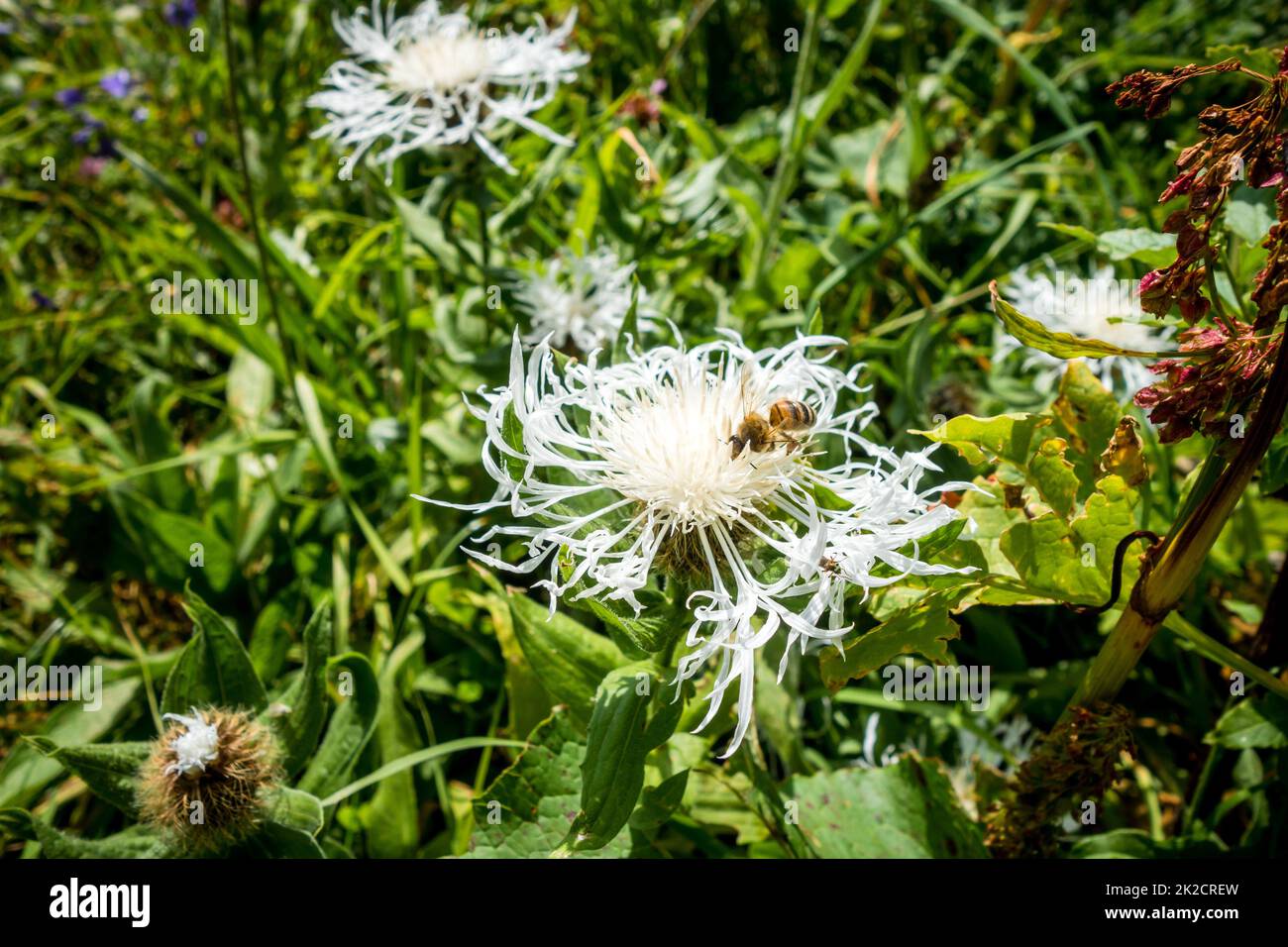 Vue rapprochée d'une abeille pollinisant une fleur de centaurée Banque D'Images