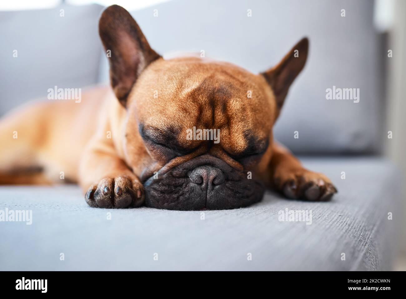 Je commence la journée par une sieste. Prise de vue d'un adorable chien dormant sur un canapé à la maison. Banque D'Images