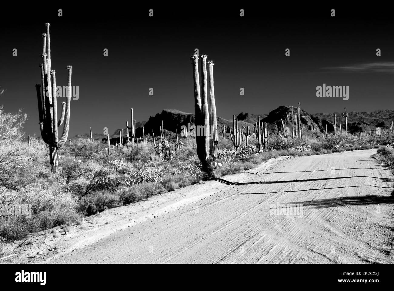 Sonora route du désert avec cactus saguaro Banque D'Images