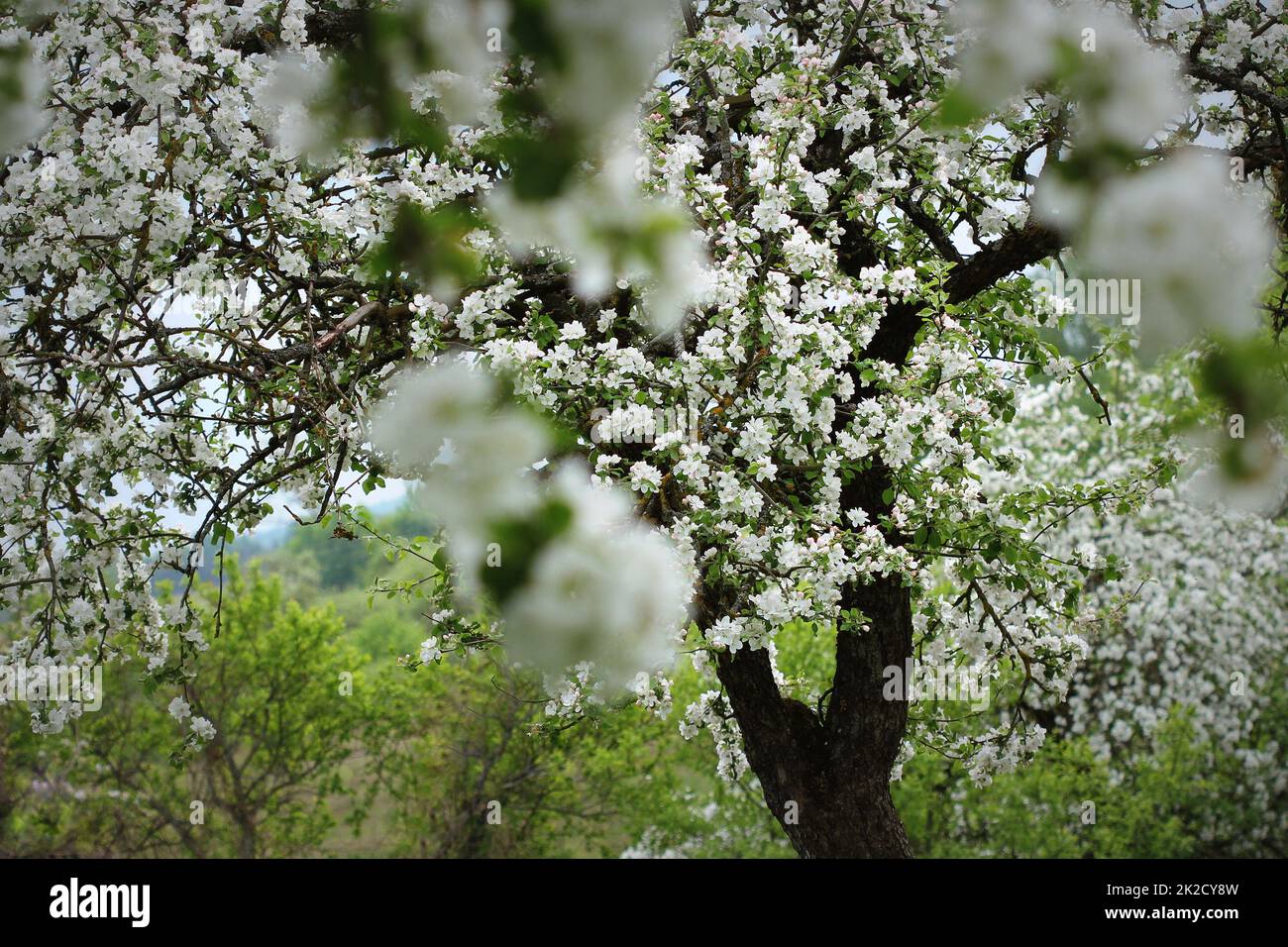 Fleur de printemps l'arrière-plan. Une nature magnifique scène avec arbre fleurissant de apple Banque D'Images