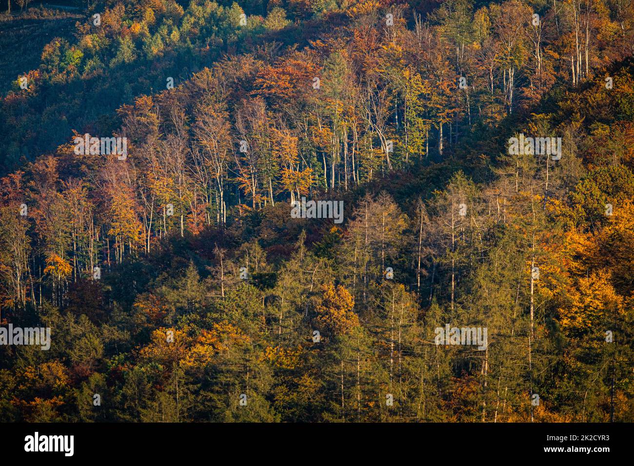 De belles forêts automnales allumé par des fin d'après-midi Banque D'Images