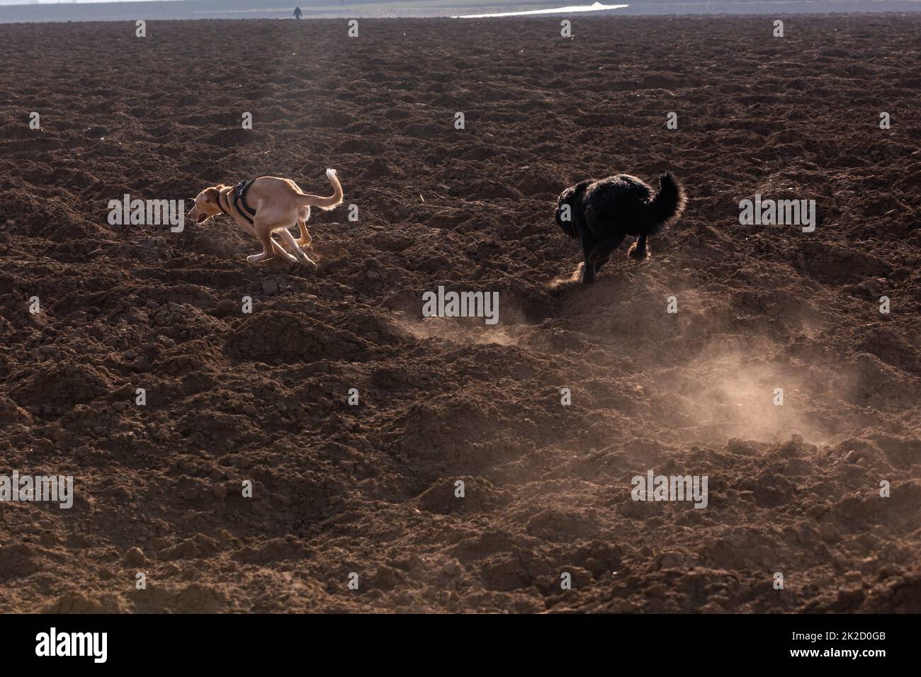 les chiens se précipitent dans une course poussiéreuse sur le terrain Banque D'Images