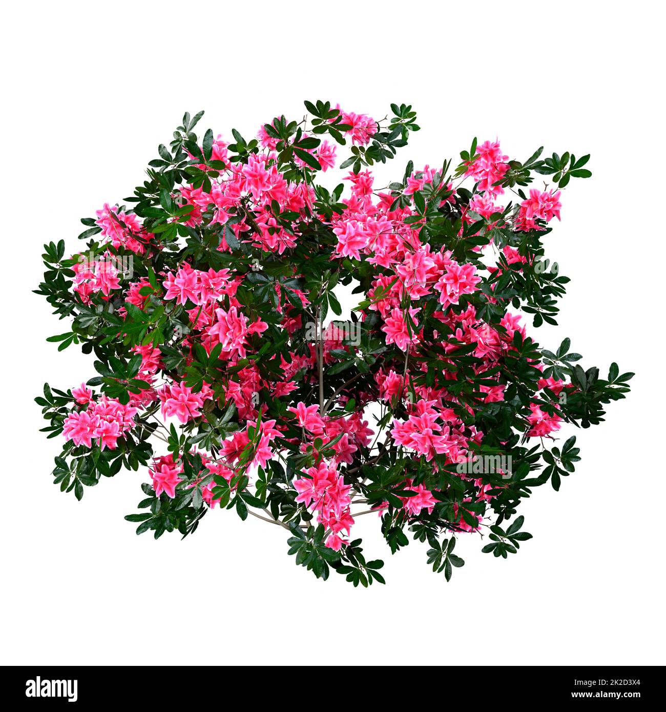 3D rendu des fleurs d'azalée sur blanc Banque D'Images