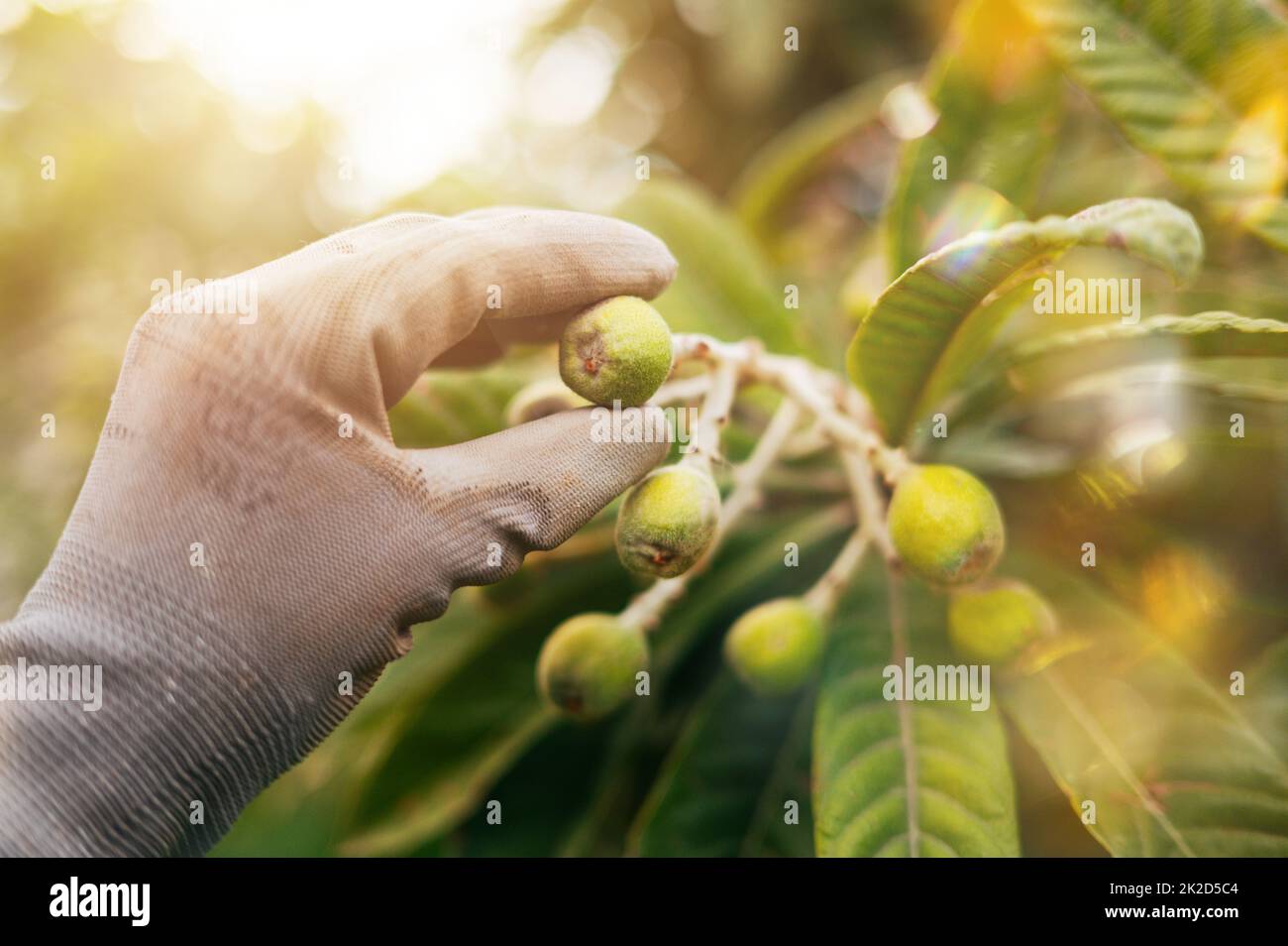 Le fermier s'occupe des arbres fruitiers medlar Banque D'Images