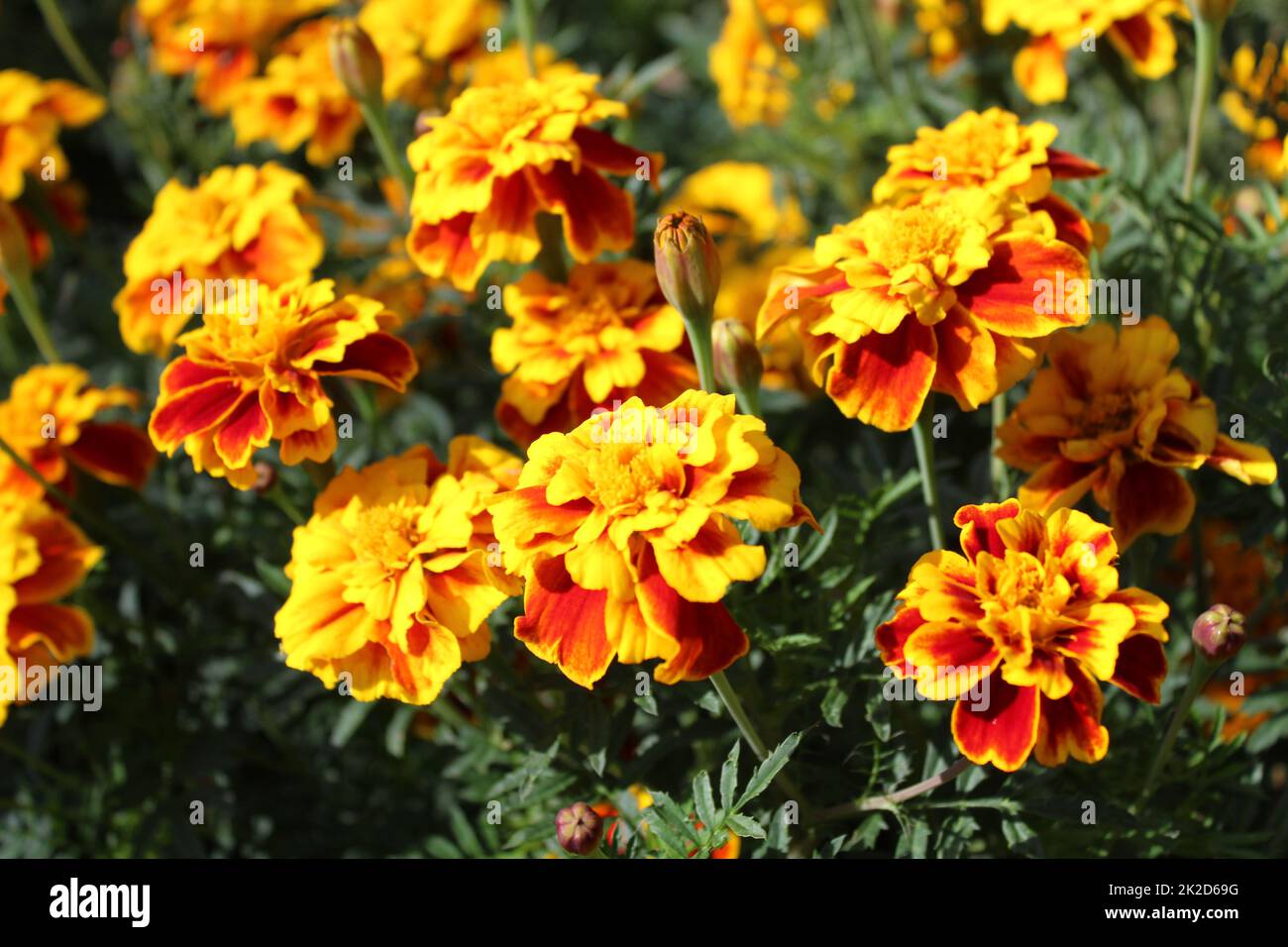 Marigold magnifique dans le jardin Banque D'Images