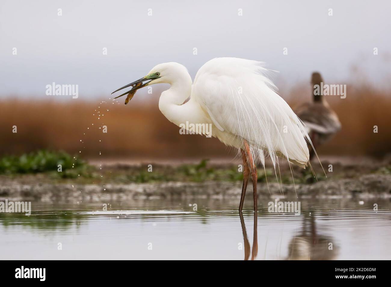 Grande pêche d'aigrettes sur les terres humides au printemps nature Banque D'Images