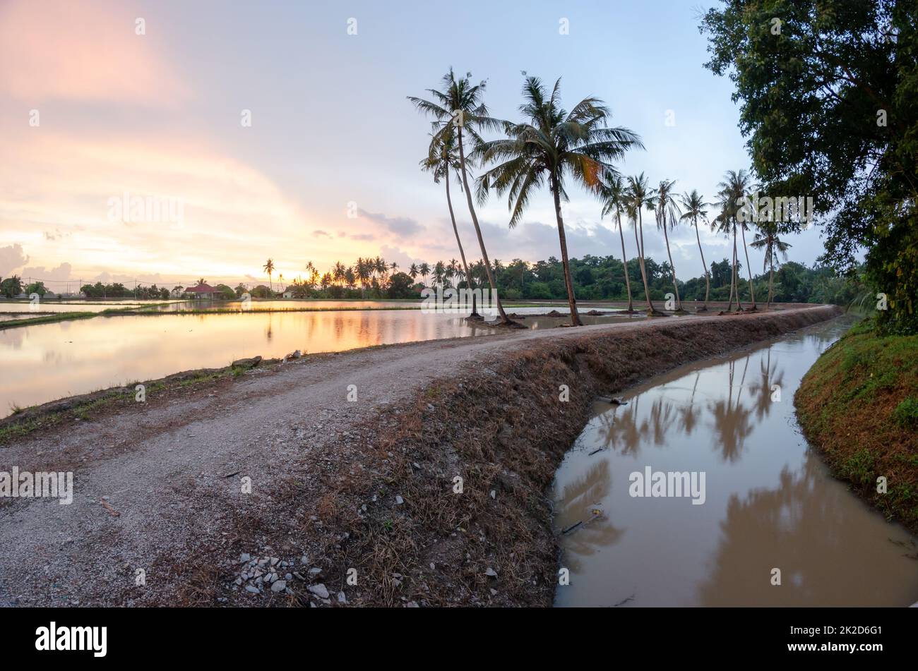 Une rangée de cocotiers se reflète au coucher du soleil Banque D'Images