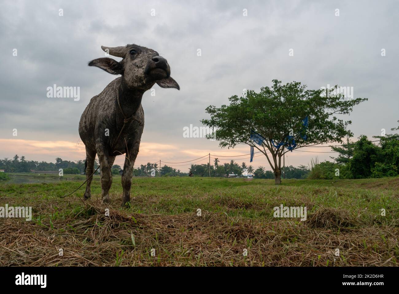 Buffalo au village rural de Malays kampung. Banque D'Images