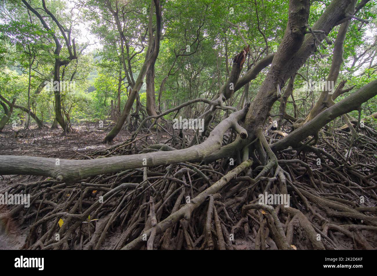 Forêt de mangroves en Malaisie. Banque D'Images