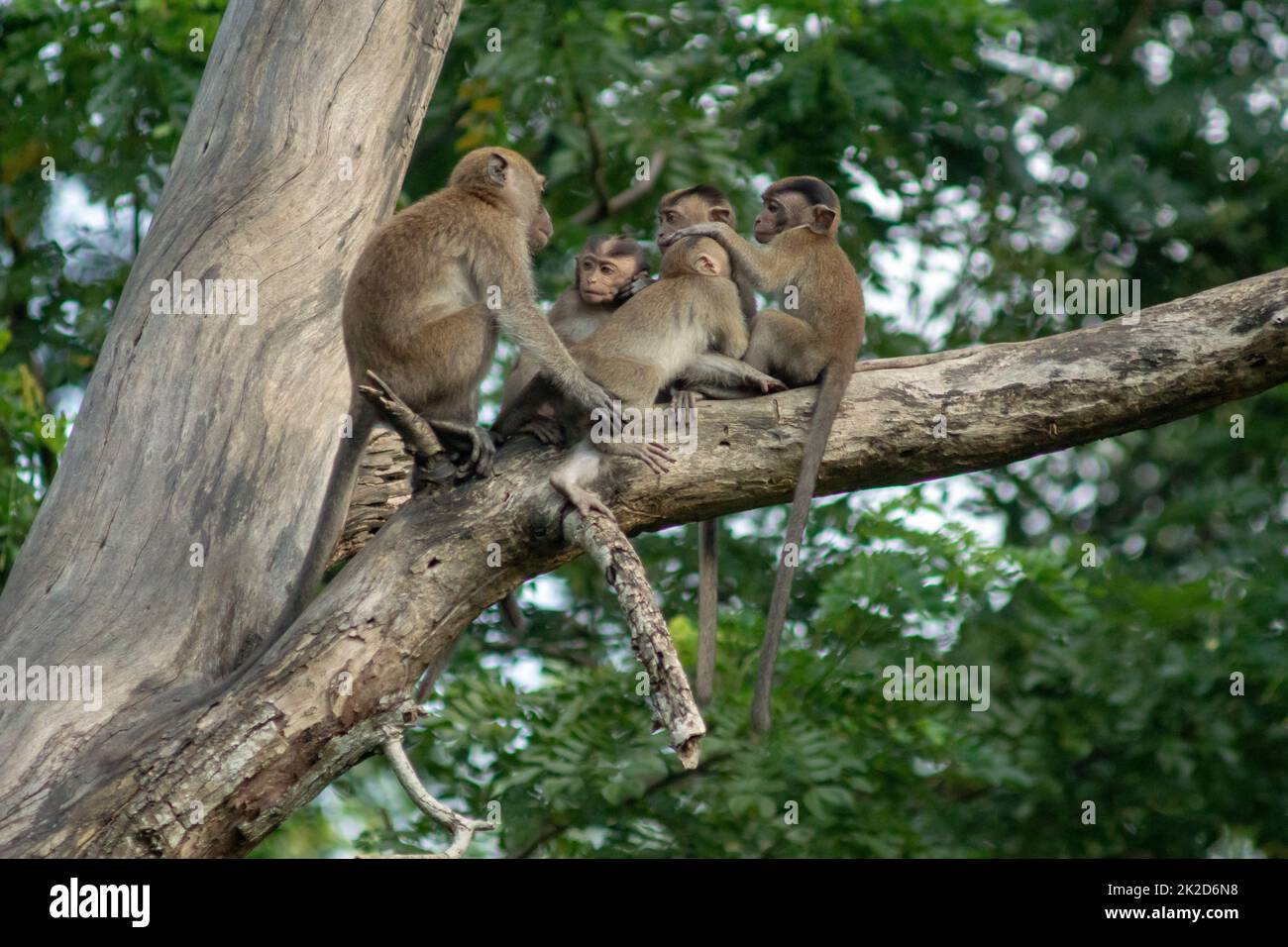 La famille Monkey s'amuse sur l'arbre. Banque D'Images La famille Monkey s'amuse sur l'arbre. Banque D'Images