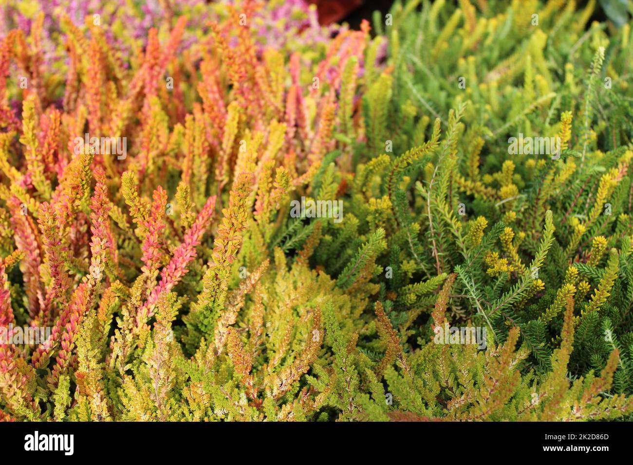 bruyère colorée dans le jardin Banque D'Images