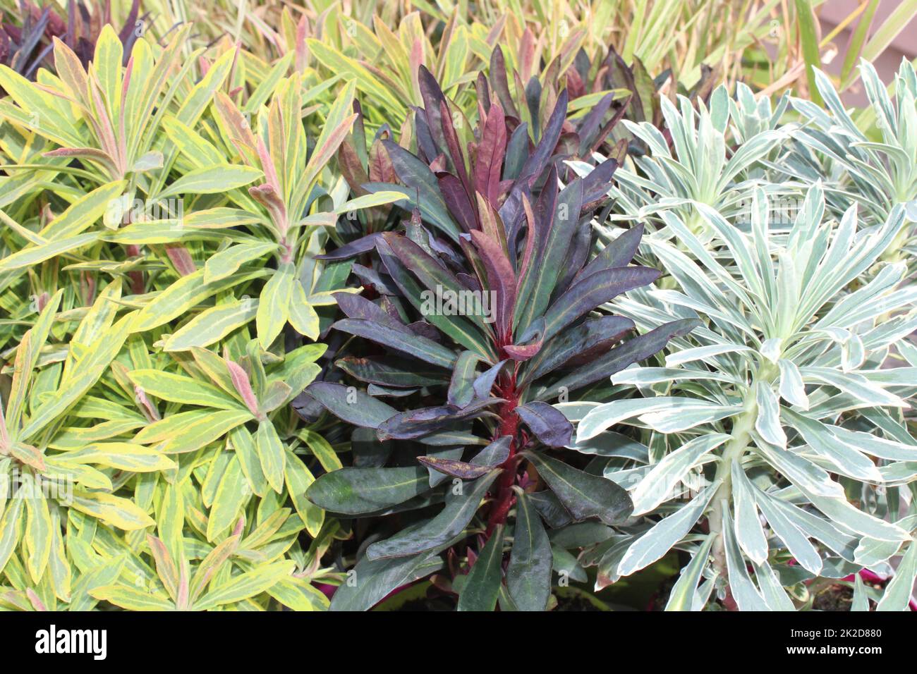 herbe colorée dans le jardin Banque D'Images