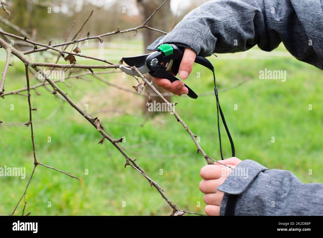 Un agriculteur coupe une branche d'un arbre avec un sécateur, la saison de printemps, la coupe de plantes, l'agriculture et le jardinage Banque D'Images