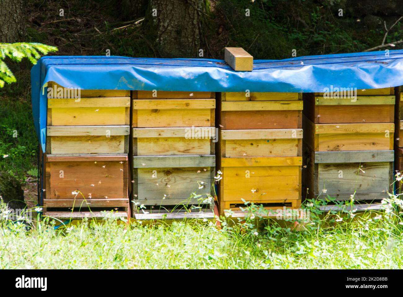 boîtes d'abeille dans la nature en gros plan Banque D'Images