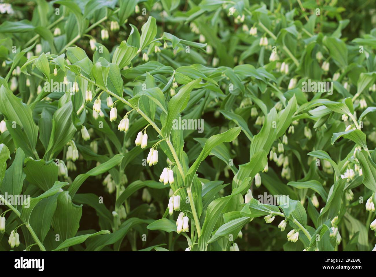 Fleurs blanches de Salomon s Seal du genre Polygonatum Banque D'Images