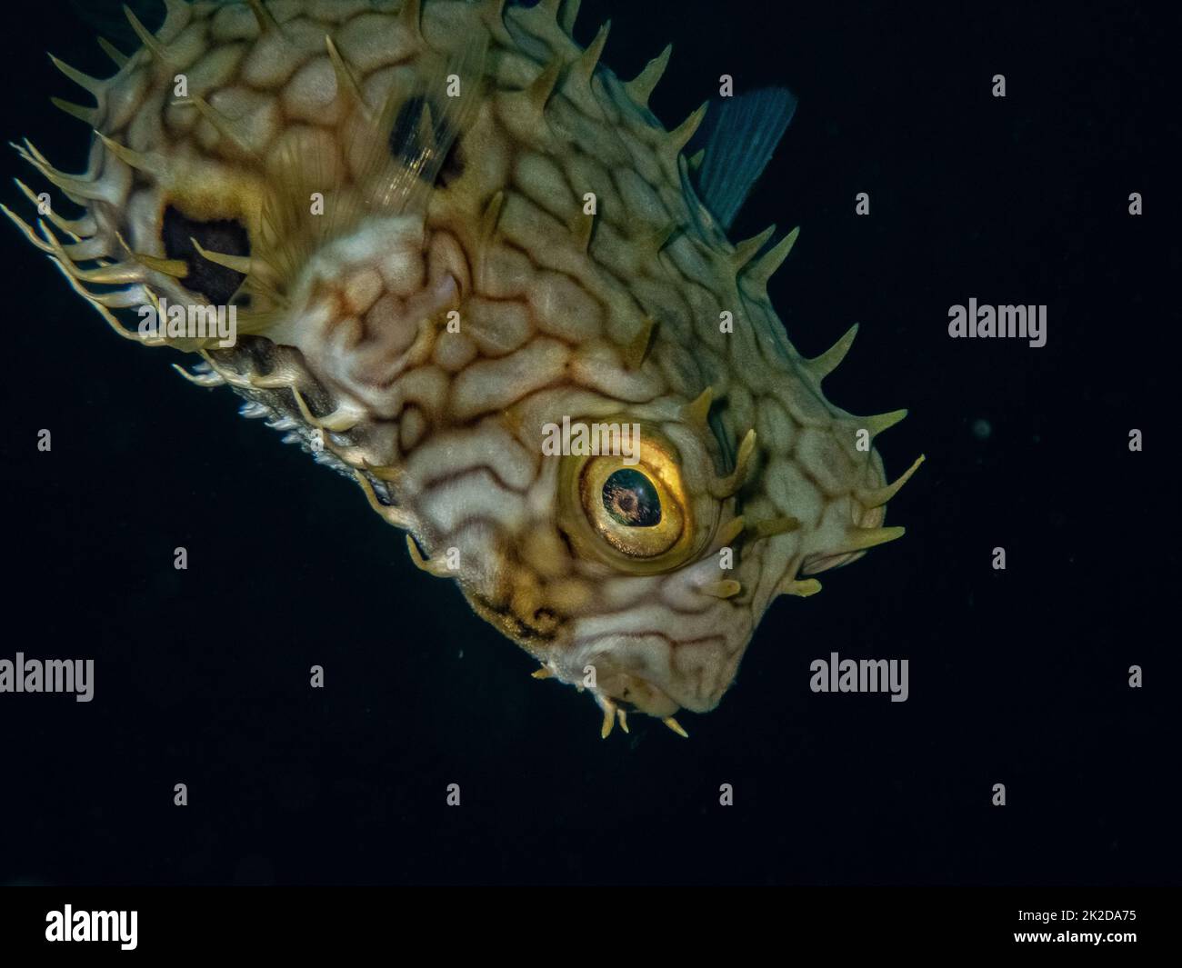 Close-up of web burrfish (Chilomycterus antillarum) on the reef in the Carribbean Sea, Roatan, Bay Islands, Honduras Banque D'Images