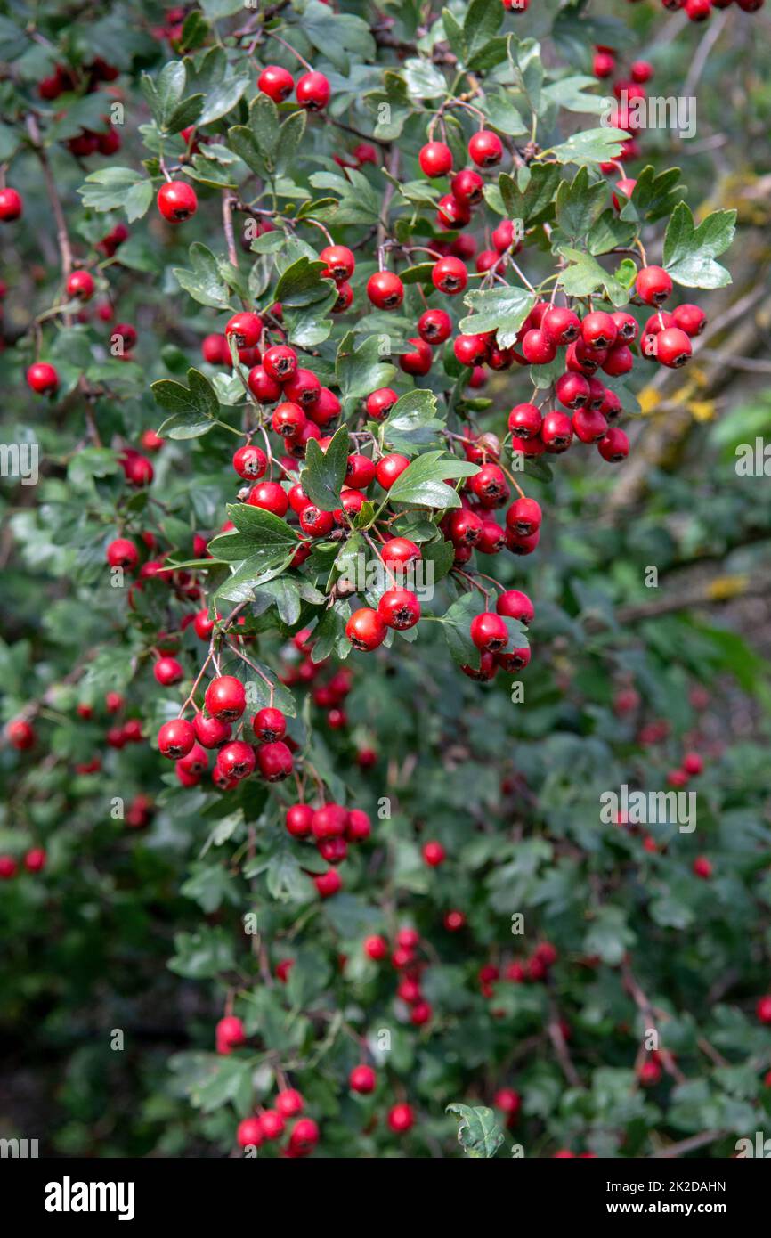 Baies de la Hawthorn rouge (Crataegus) en automne. La plante est également connue sous le nom de Quickthorn, Thornapple, Whitethorn, Mayflower ou Hawberry. Banque D'Images