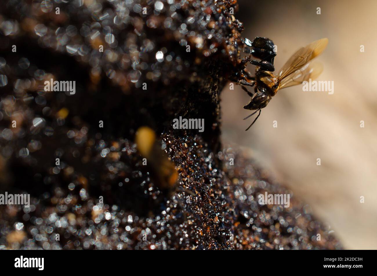 Les abeilles sans Stingless produisent du miel (madu kelutut). Banque D'Images
